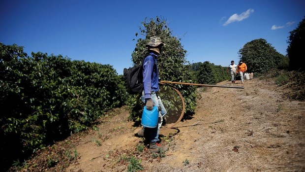 Brazil mở chiến dịch chống lao động nô lệ, giải cứu 337 công nhân